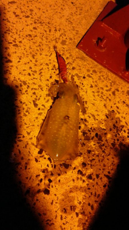 釣ブームらしいですね